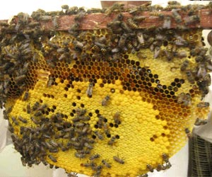 Honey Bee Control Services