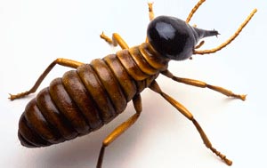 Termite Control Services