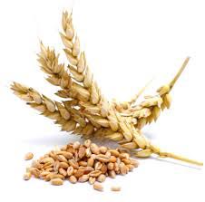 Wheat Seeds