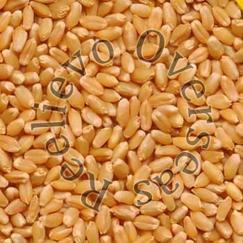 Wheat Seeds