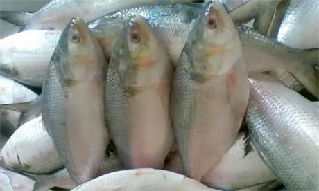 Frozen Hilsa Fish