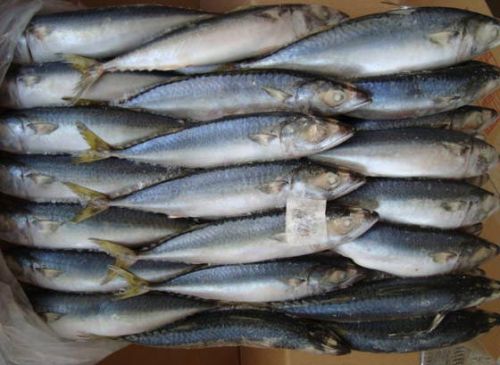 Frozen Mackerel Fish