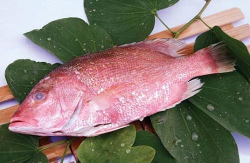 Frozen Red Snapper Fish