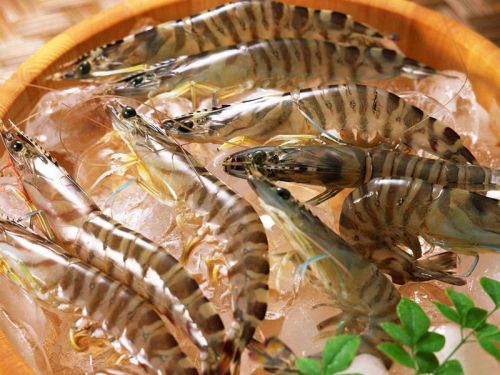 Frozen Tiger Prawn