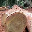 Tali Logs, Sawn Woods, Brand Name : timber