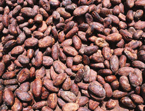 Cocoa beans seeds
