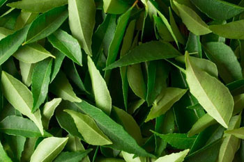 Fresh Curry Leaves