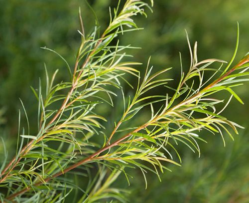 Tea Tree Oil, For Internal, External, Aeromatherapy, Spa Products