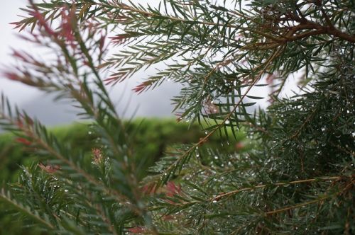 Tea Tree Oil Price, For Internal, External, Aeromatherapy, Spa Products