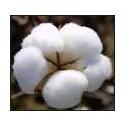 Raw Cotton