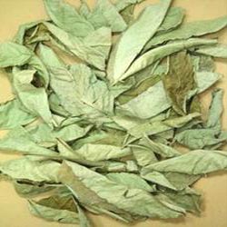 Dried Banana Leaves