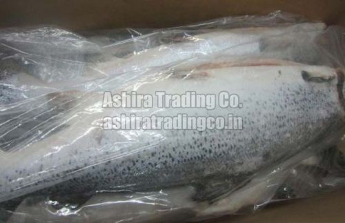 Frozen Atlantic Salmon Fish, For Human Consumption, Packaging Type : Thermocole Box, Vaccum Packed