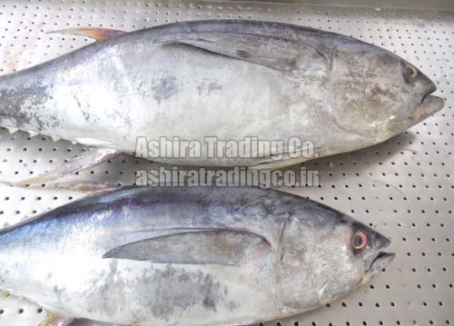 Frozen Skipjack Fish, For Household, Restaurants, Style : Preserved