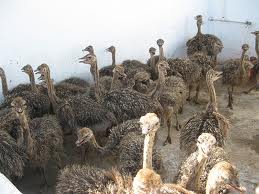 Fertile Ostrich Chicks, Eggs