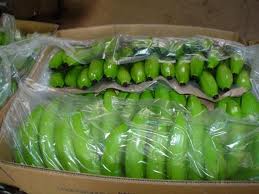 Fresh Green Cavendish Banana