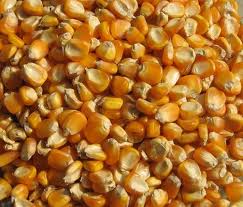 Dry Yellow Corn