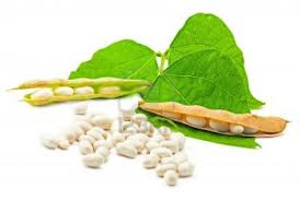 White Kidney Beans, Black Kidney Beans