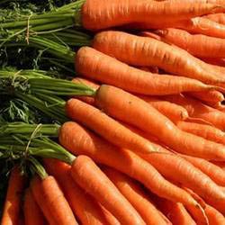 Fresh Carrot