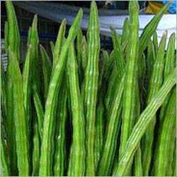 Fresh Indian Drumstick