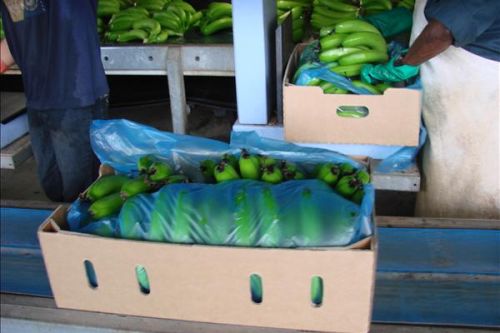 Green Cavendish Banana