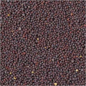 Mustard seeds, Moisture : 12%