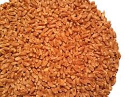 Wheat seeds, Number Of Flower : Sharbati