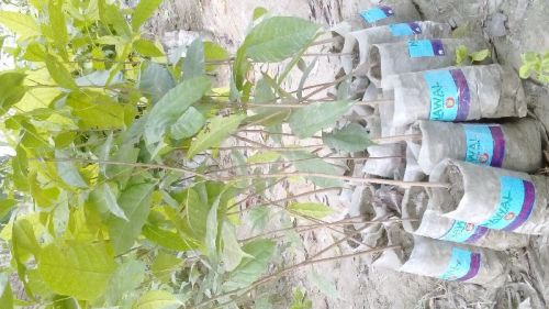 Mahogany Plant, For Hard Wood