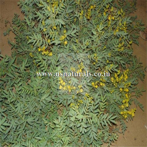 Senna Leaf Extract 40%