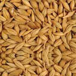 Barley Seeds