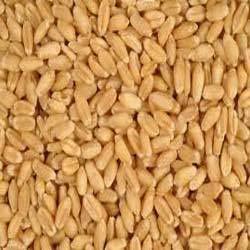 Wheat Seeds