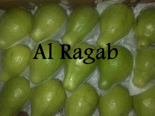 Fresh guava, Shelf Life : 3 to 5 Days