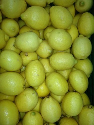 Lemon, Type : Fresh