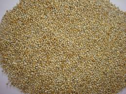 Pearl Millet