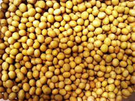 Soybean Seeds