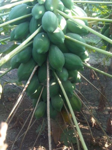 Unripe Papaya