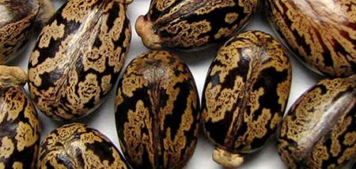 Castor seeds, Moisture : 9%