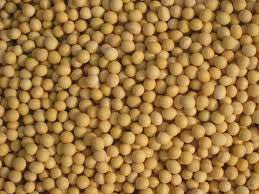 Soybean Seeds