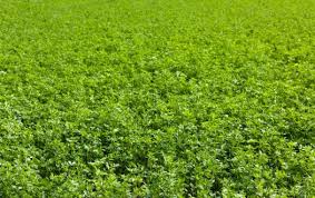 Egyptian Clover Seeds, Berseem, Trifolium Alexandrinum