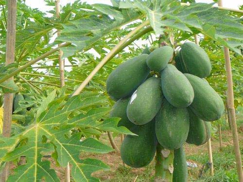 Fresh papaya, Packaging Size : 20 Kg