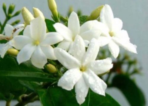 Fresh Jasmine Flower