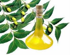 Neem oil, Raw Material : Neem Seeds