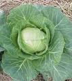 Fresh cabbage, Packaging Size : 5-10kg