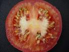 Tomato Seeds