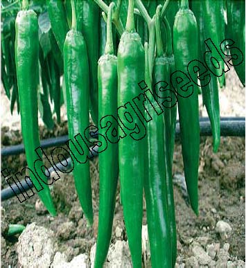 Indo Us Ring Long F1 Chili Pepper Hybrid Seeds