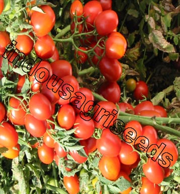 Indo Us Red Beauty Tomato F1 Hybrid Seeds