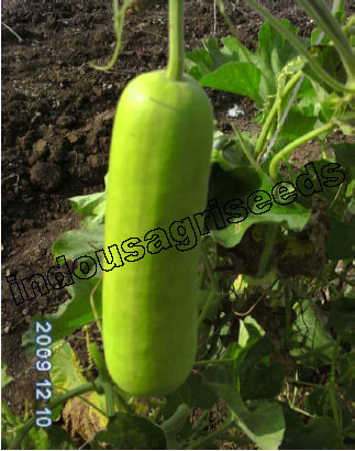 Indo Us Richman Bottle Gourd F1 Hybrid Seeds