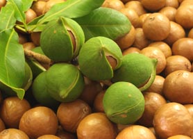 Macadamia nuts, Packaging Type : Brown