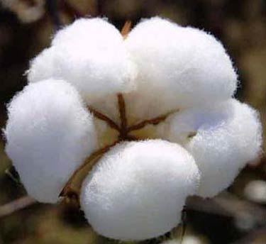 Raw cotton, Availability : Multiple Industries