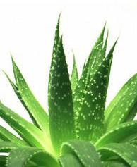 Aloe vera, Skin Type : All Skin Type