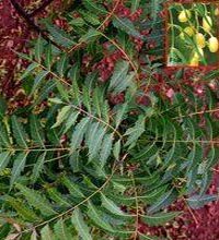 Azadirachta Indica Leaves